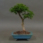 Preview: Bonsai, Faecherahorn, vorn