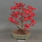 Preview: Acer palmatum Fächerahorn