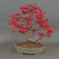 Preview: Acer palmatum Fächerahorn