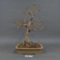Preview: Bonsai Acer campestre von hinten