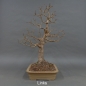 Preview: Bonsai Acer campestre links