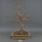 Preview: Bonsai Acer campestre