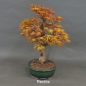Preview: Acer palmatum Fächerahorn Katsura
