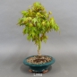 Preview: Acer palmatum Fächerahorn