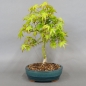 Preview: Acer palmatum Fächerahorn