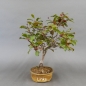 Preview: Bonsai, Malus, Evereste, Blüte, Zierapfel