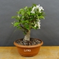 Preview: Pre-Bonsai, Malus, Evereste, Rosa, Blüte, Zierapfel
