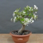 Preview: Pre-Bonsai, Malus, Yana, links