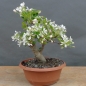 Preview: Pre-Bonsai, Malus, Yana, vorn