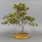 Preview: Bonsai, Malus, Evereste, Blüte, Zierapfel