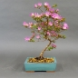 Preview: Satsuki, Azalee, Bonsai