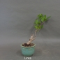 Preview: Bonsai, Celastrus, Baumwürger