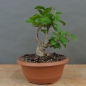 Preview: Pre-Bonsai, Celastrus, Baumwürger