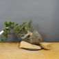Preview: Pinus mugo Pumilio