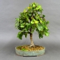 Preview: Pre-Bonsai, Sandbirke, Betula pendula