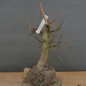 Preview: Pre-Bonsai, Sandbirke, Betula pendula