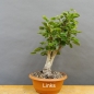 Preview: Chinesische, Birne, Pyrus, calleryana
