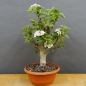 Preview: product image