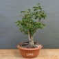 Preview: Chinesische, Birne, Pyrus, calleryana