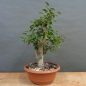 Preview: Chinesische, Birne, Pyrus, calleryana