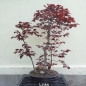 Preview: Blutbuche - Fagus silvatica 'Atropurpurea' 1