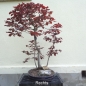 Preview: Blutbuche - Fagus silvatica 'Atropurpurea' 1