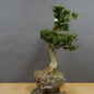 Preview: Pre-Bonsai, Buxus sempervirens, Buchsbaum