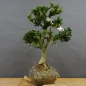 Preview: Pre-Bonsai, Buxus sempervirens, Buchsbaum