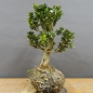Preview: Pre-Bonsai, Buxus sempervirens, Buchsbaum