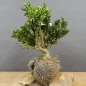 Preview: Pre-Bonsai, Buxus sempervirens, Buchsbaum