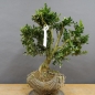Preview: Pre-Bonsai, Buxus sempervirens, Buchsbaum