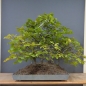 Preview: Bonsai, Hainbuche