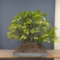 Preview: Bonsai, Hainbuche