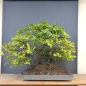Preview: Bonsai, Hainbuche