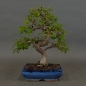 Preview: Bonsai, Feldulme Ulmus minor
