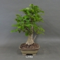 Preview: Hasel Bonsai, links
