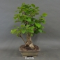 Preview: Hasel Bonsai, rechts