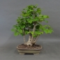 Preview: Hasel Bonsai, vorn