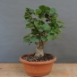 Preview: product image