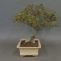 Preview: Cotoneaster, divaricatus, Zwergmispel
