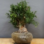 Preview: Taxus baccata Gemeine Eibe