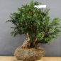 Preview: Taxus baccata Gemeine Eibe