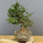 Preview: Taxus baccata Gemeine Eibe
