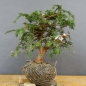 Preview: Taxus baccata Gemeine Eibe