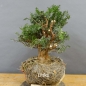 Preview: Taxus baccata Gemeine Eibe