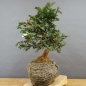 Preview: Taxus baccata Gemeine Eibe