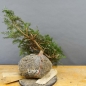 Preview: Taxus baccata Gemeine Eibe
