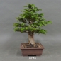 Preview: Bonsai, Taxus baccata, links