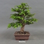 Preview: Bonsai, Taxus baccata, rechts