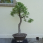 Preview: Bonsai, Eiche, oben